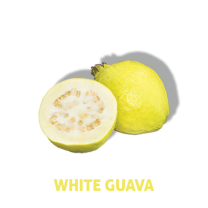 HLB-WHITE-GUAVA_H_2023